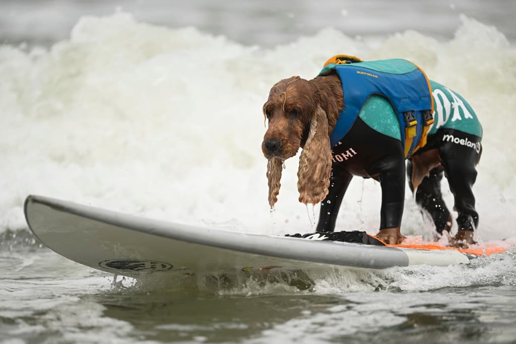 Caerse es un inconveniente que todos quieren evitar. En la categoría de perros grandes, CODA, representante de Japón, tuvo un tropiezo que lo mandó de regreso al agua.