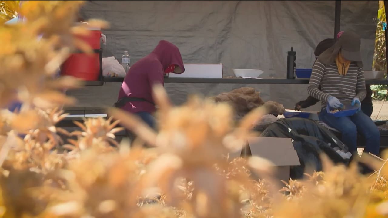 El pesticida dacthal usado en cultivos de verduras está siendo retirado por afectar a embarazadas y sus bebés