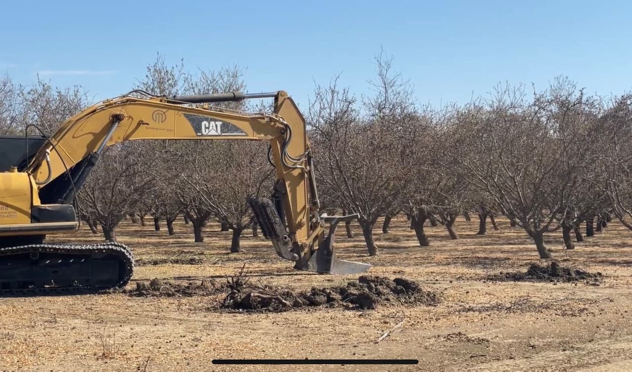 Son cientos los árboles arrancados de la tierra.