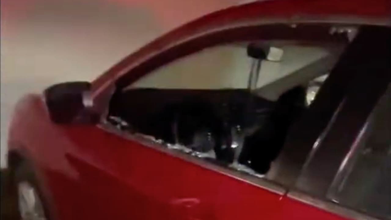 Dallas registró más de 18 mil robos de vehículos en el 2023.