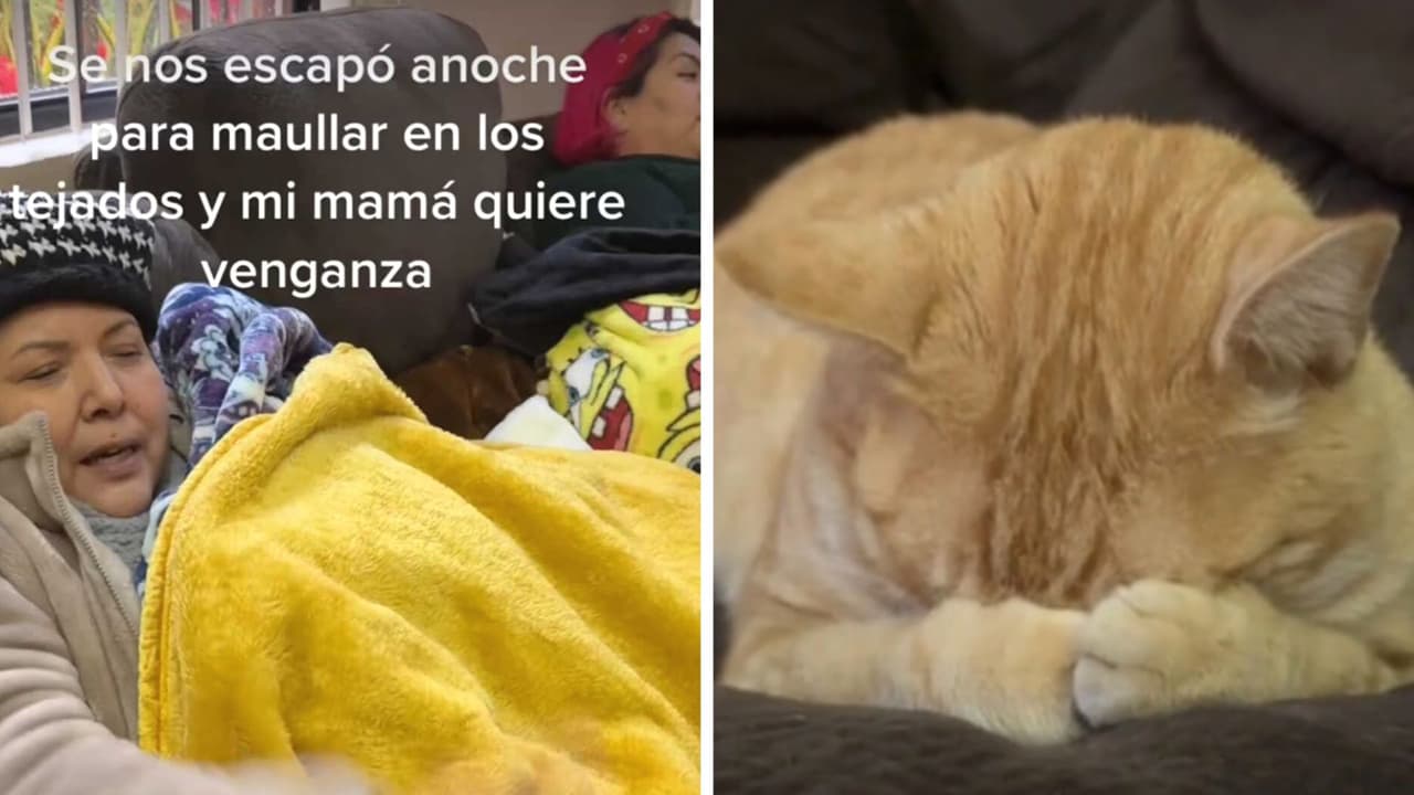 Gatito se va de "parranda" y sus dueñas se vengaron: no lo dejaron dormir y así reaccionó
