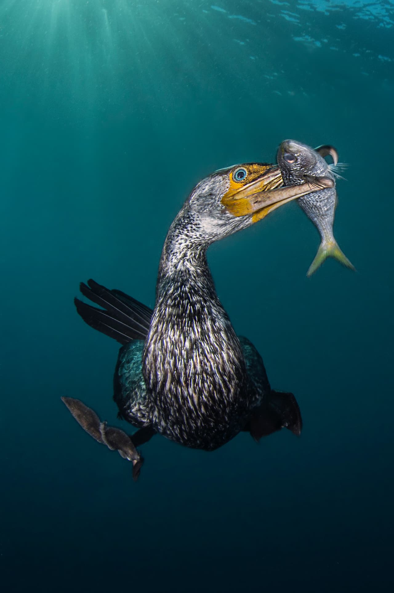 El pescador - Ganador, categoría comportamiento. El instante en que un cormorán asiático pesca una sardina bajo agua, en el mar de la península Izu de Tokio.