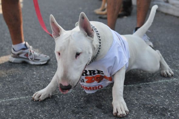 La carrera estuvo dividida en tres categorías; perros adultos/medianos/grandes, adultos pequeños y la caminata familiar abierta.