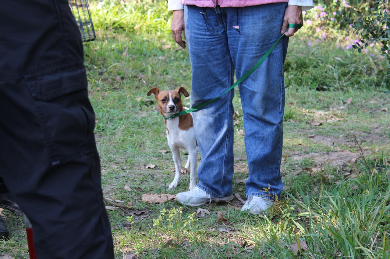 Se espera que un juez determine quién obtendrá la custodia de los animales.