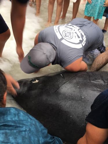 Según el departamento de bomberos de la ciudad, pese a que fueron avistados siete en la orilla, cuatro fueron capaces de regresar al Golfo de México, pero tres quedaron varados. Bomberos y turistas trabajaron juntos para arrastrar a las vacas de mar de nuevo al agua.