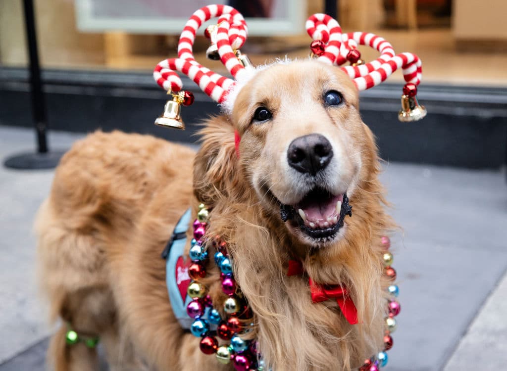 En esta ocasión, el objetivo es lograr la adopción de más de 600 perros y gatos, brindándoles un lugar seguro y amoroso para vivir.