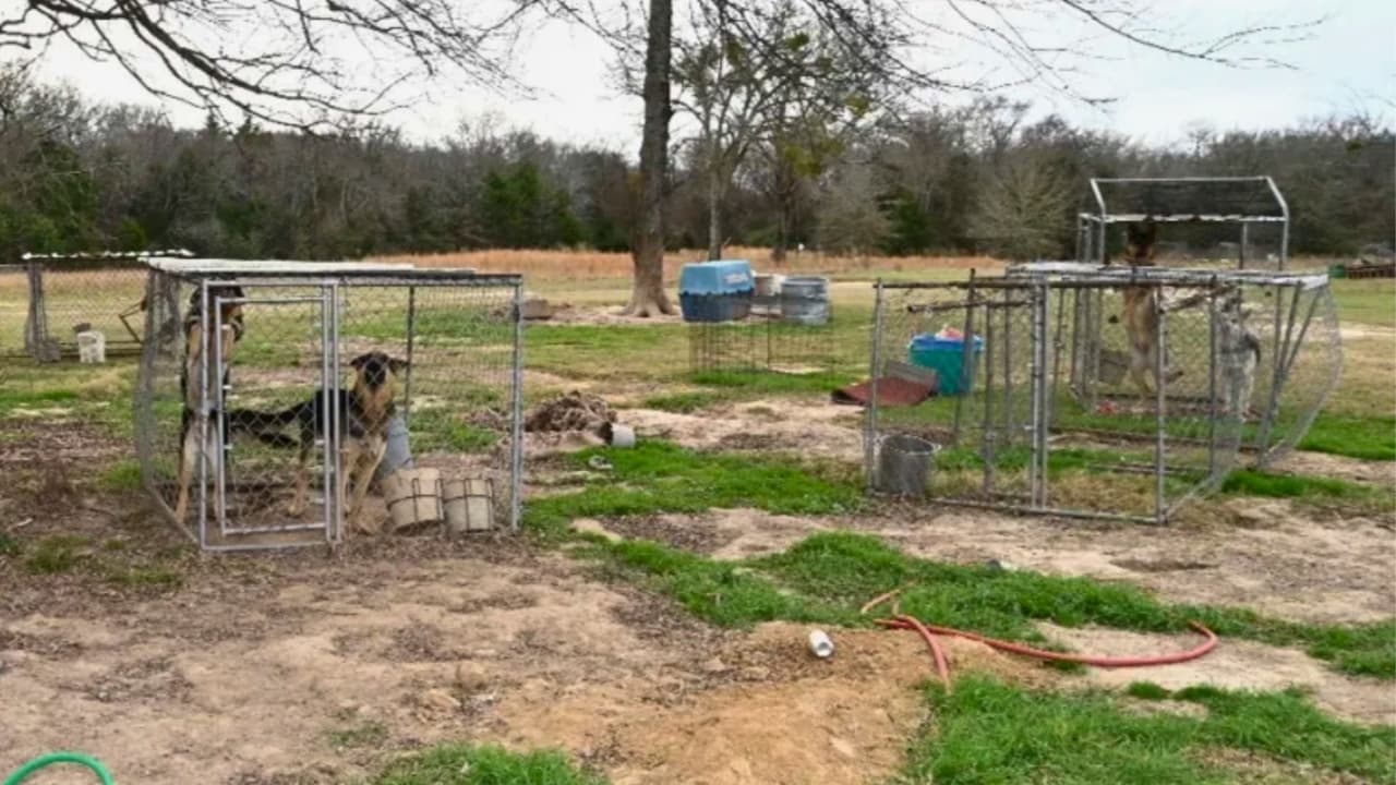 Hallan más de 100 perros enfermos: criadora enfrenta cargos federales en Texas