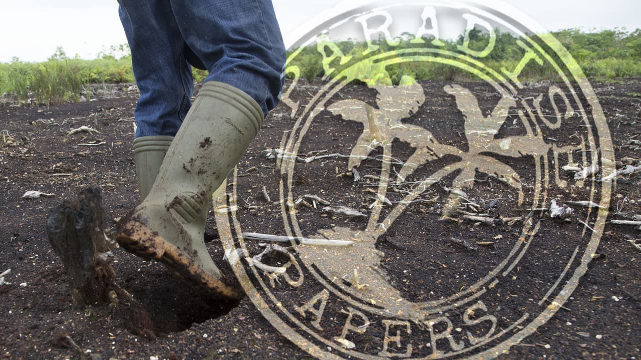 Paradise Papers revela efectos destructivos de actividades offshore en zonas forestales