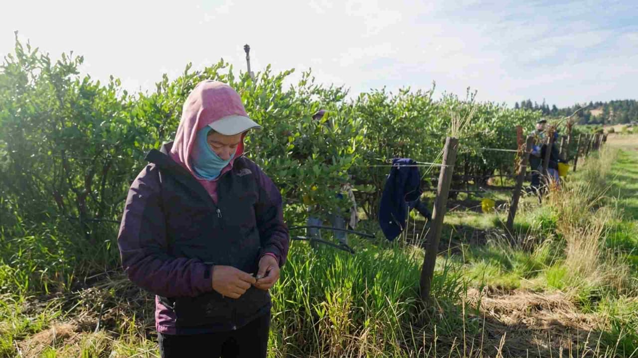 Millones de inmigrantes podrían perder su permiso de trabajo por una nueva medida del gobierno de Trump