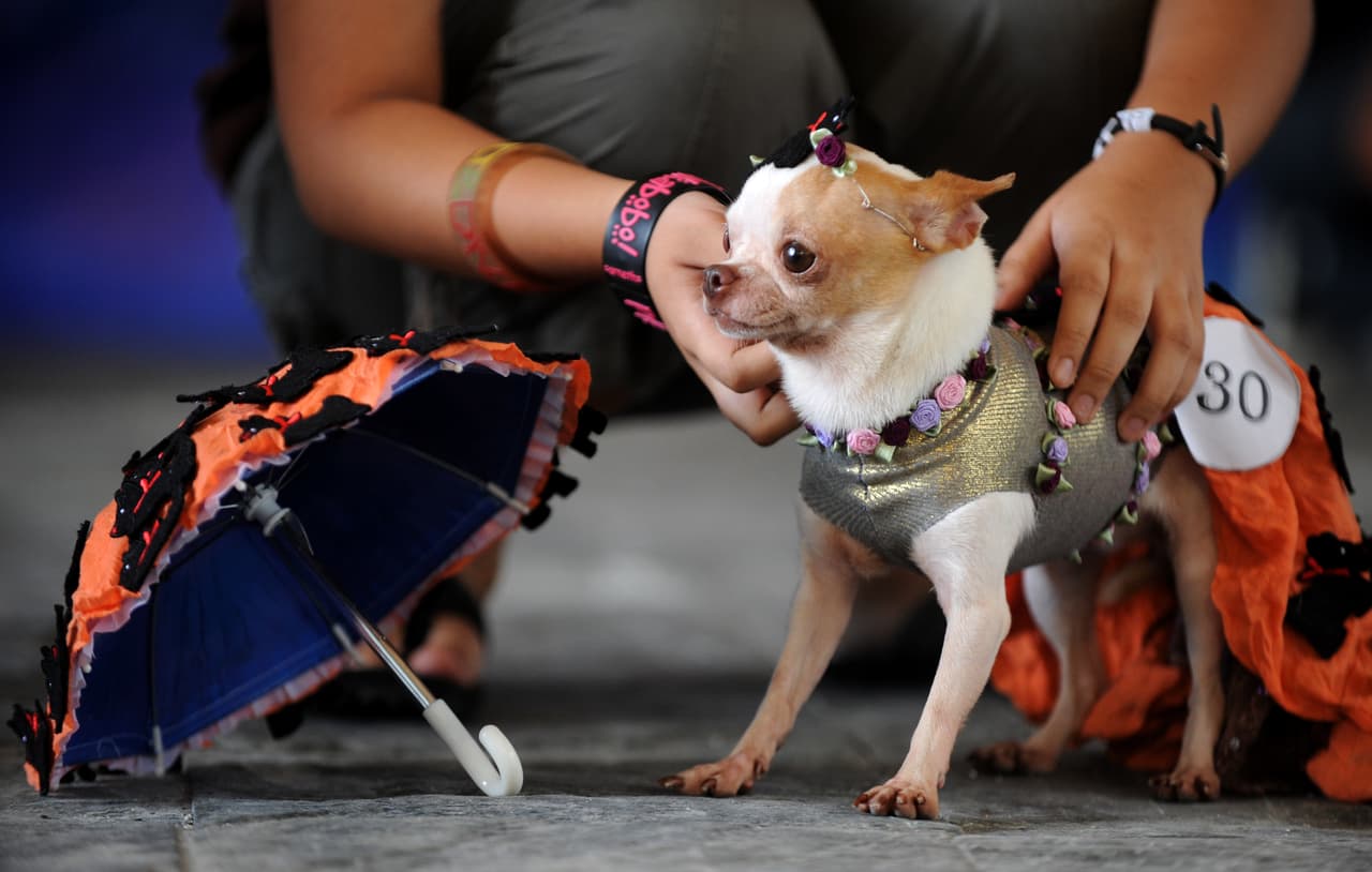 ¡Te damos algunas ideas para que tu mascota se vuelva tiernamente escalofriante en la noche de brujas!