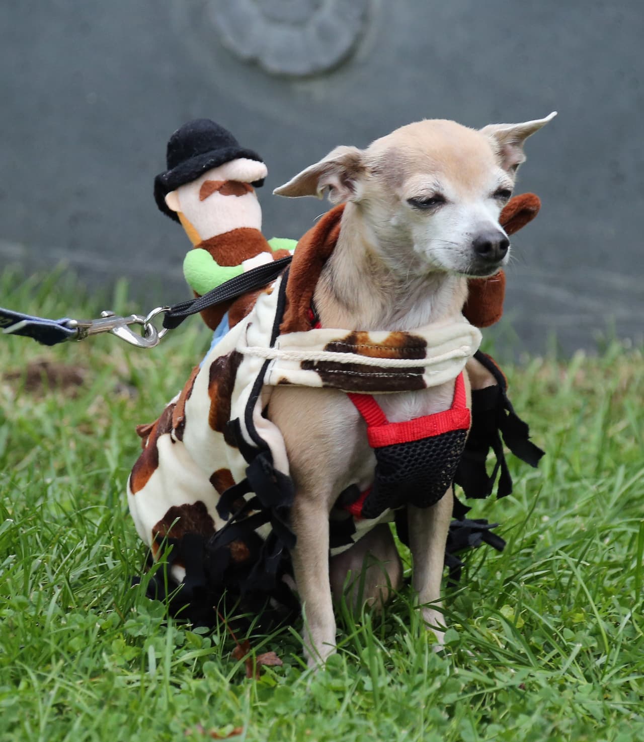 ¡Te damos algunas ideas para que tu mascota se vuelva tiernamente escalofriante en la noche de brujas!