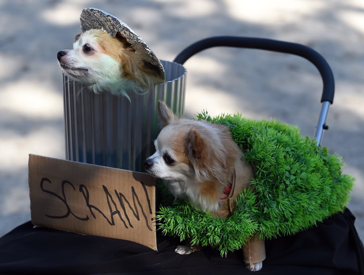 ¡Te damos algunas ideas para que tu mascota se vuelva tiernamente escalofriante en la noche de brujas!