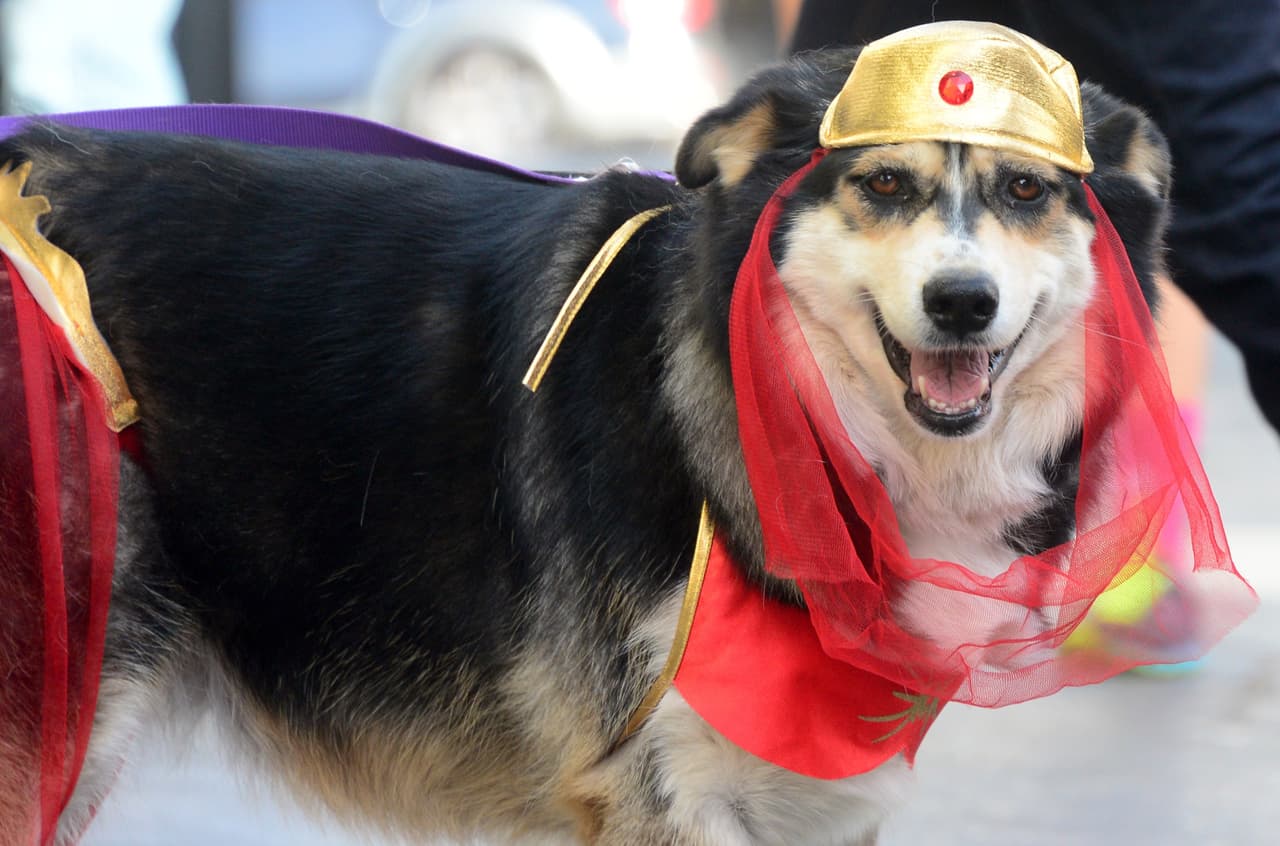 ¡Te damos algunas ideas para que tu mascota se vuelva tiernamente escalofriante en la noche de brujas!