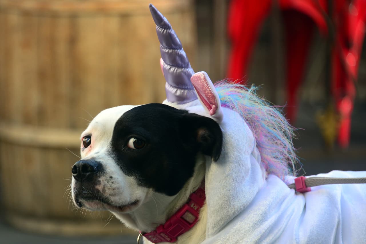 ¡Te damos algunas ideas para que tu mascota se vuelva tiernamente escalofriante en la noche de brujas!