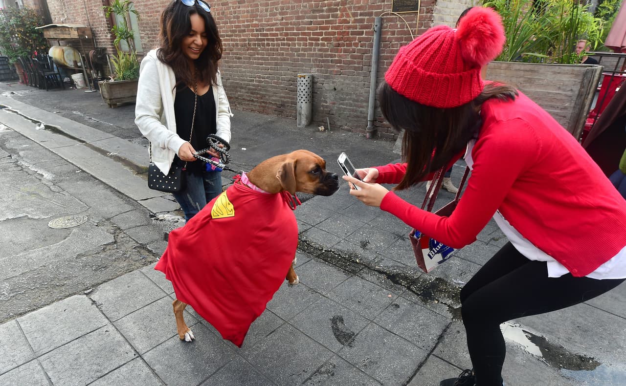¡Te damos algunas ideas para que tu mascota se vuelva tiernamente escalofriante en la noche de brujas!