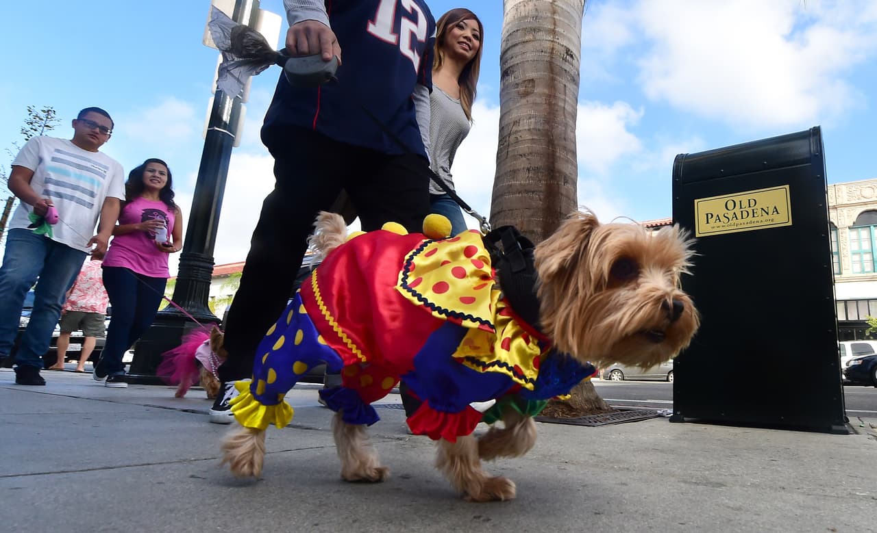 ¡Te damos algunas ideas para que tu mascota se vuelva tiernamente escalofriante en la noche de brujas!