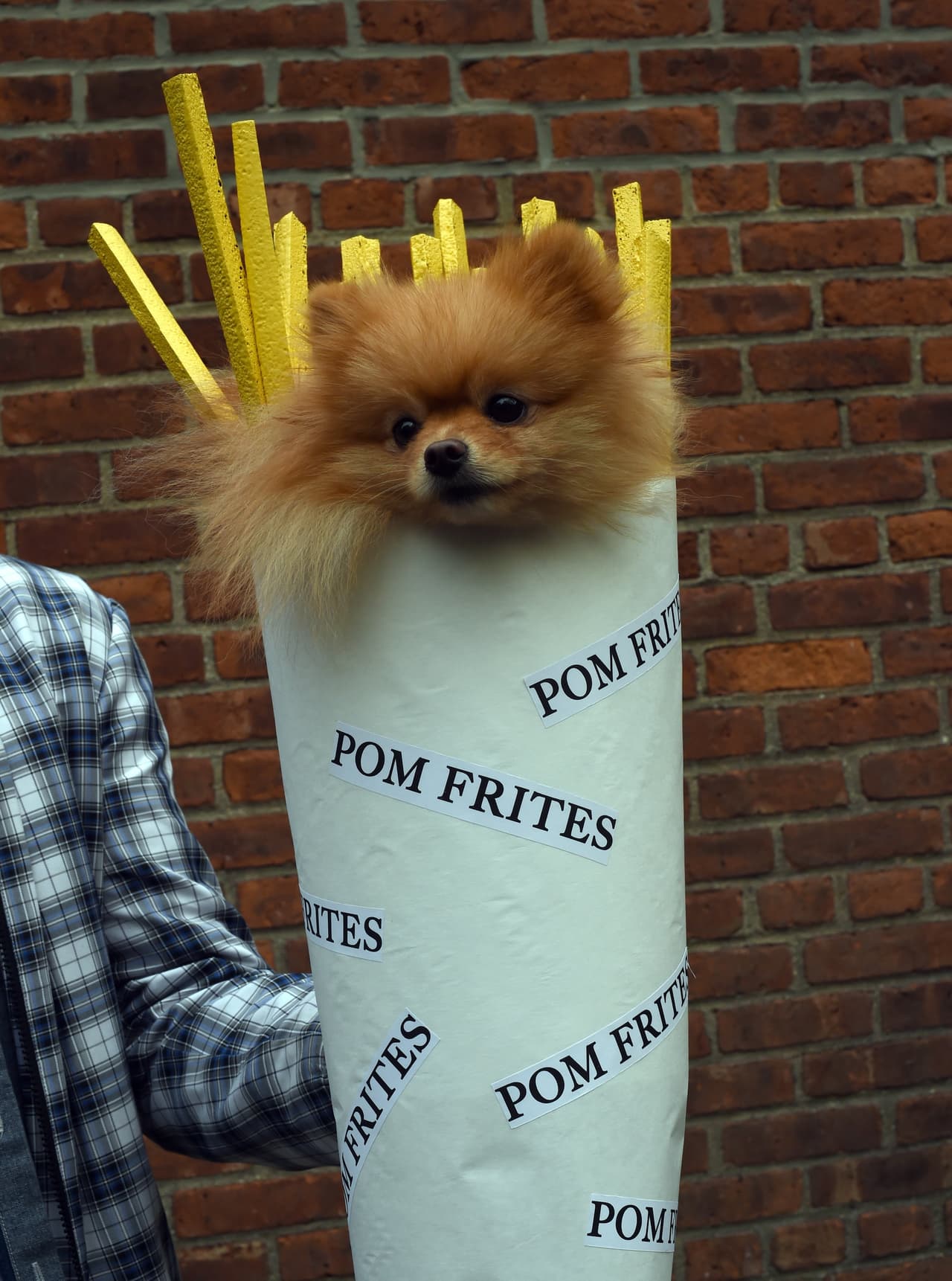 ¡Te damos algunas ideas para que tu mascota se vuelva tiernamente escalofriante en la noche de brujas!