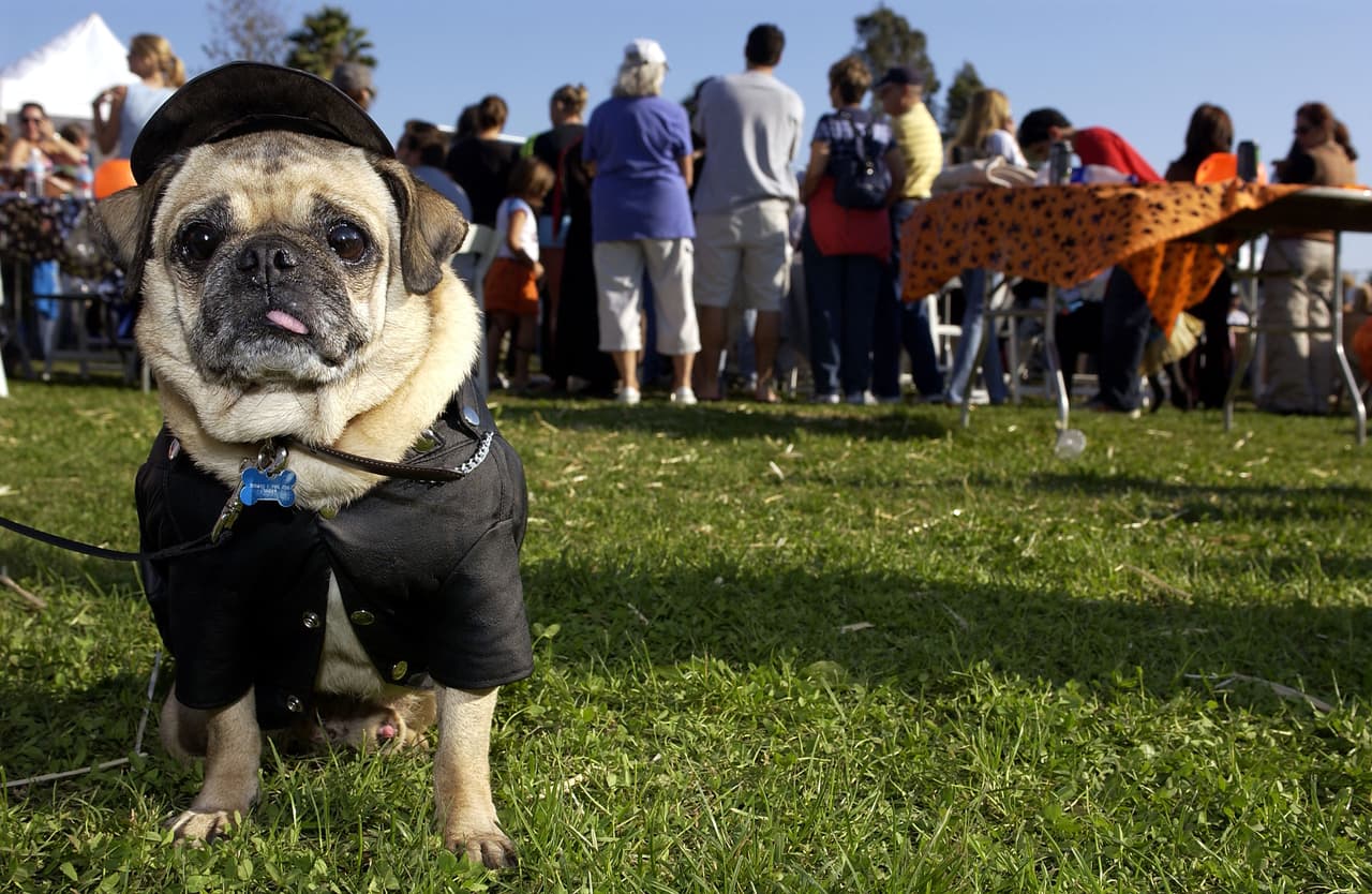¡Te damos algunas ideas para que tu mascota se vuelva tiernamente escalofriante en la noche de brujas!