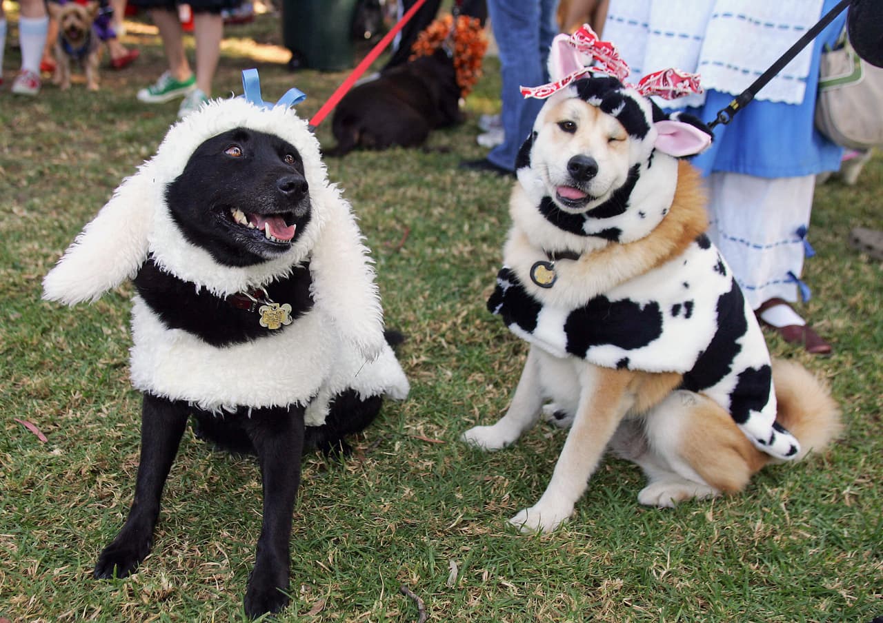 ¡Te damos algunas ideas para que tu mascota se vuelva tiernamente escalofriante en la noche de brujas!
