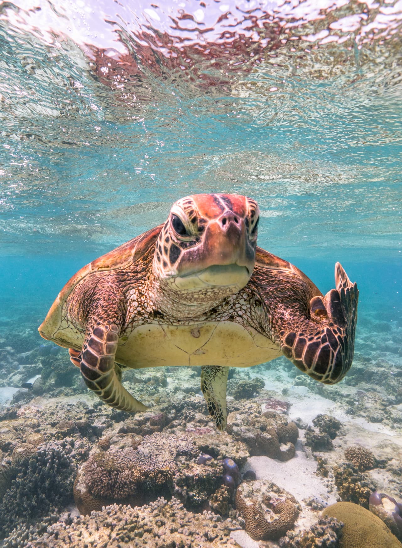 <b>Una tortuga enojada.</b> Esta tortuga marina fotografiada en Australia pareciera estar usando una forma muy humana de expresar su descontento: el ofensivo dedo medio.