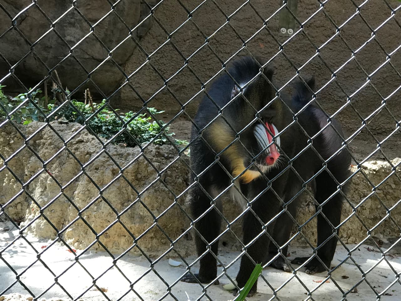 Los coloridos mandriles te impresionarán por el azul y rosa de su naríz y cola. Esta especie ha sido calificada como vulnerable en términos de extision por la Unión Internación de Conservación de la Naturaleza (IUCN por su siglas en inglés).
