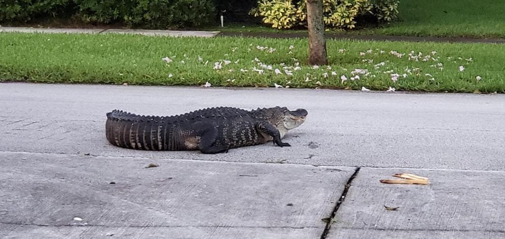Pasadas las 7:00 a.m. del viernes, un especialista en atrapar cocodrilos respondió a un llamado del Departamento de Fauna y Vida Salvaje de Florida para que se llevara a un cocodrilo. El lagarto, que deambulaba cerca de la calle 34 y North Waterway Drive en Miami, medía aproximádamente 9 pies de largo.
<br>