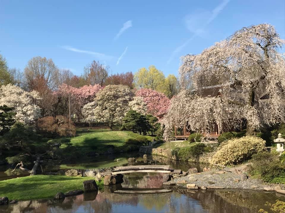 <b><a href="https://japanphilly.org/programs/festivals/cherryblossom/">Subaru Cherry Blossom Festival (15 y 16 de abril)</a></b>. Cuando las flores de cerezo florecen en Fairmount Park, es porque ha llegado la primavera. Para conmemorar el momento glorioso, la Casa y Jardín Japonés Shofuso organiza una celebración de dos días completa con actuaciones musicales, actividades culturales, talleres, baile y más.