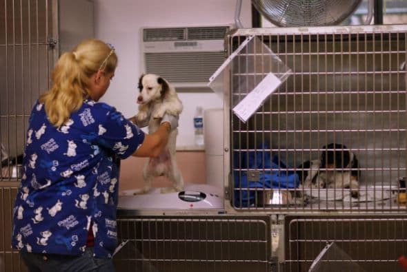 En general, los refugios o lo criadores están tan interesados como tú en que hagas la mejor elección y sus intenciones nunca serán cobrarte o sacar ventaja de tu adopción.