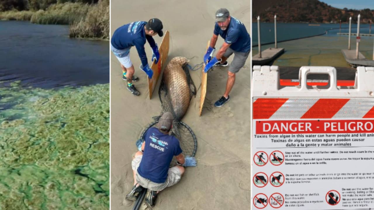 El calentamiento global de los océanos y su efecto mortal en las costas de California