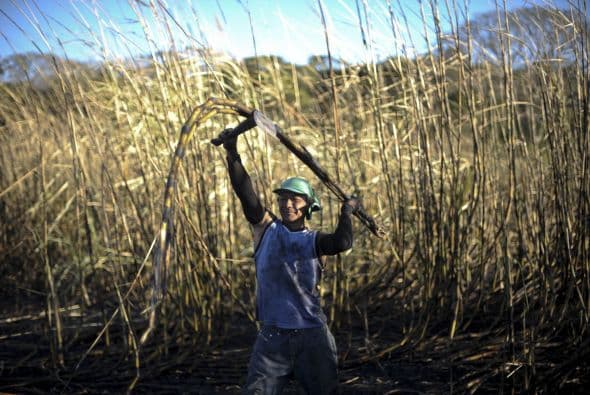 Los cañaverales, de acuerdo a los expertos, tienen una vida útil no mayor a 5 años, aunque puede ser variable de acuerdo a la fertilidad del suelo en que se siembra.