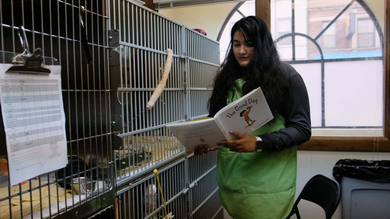 Voluntarios de La Villita leen cuentos a los perros y gatos abandonados de Chicago