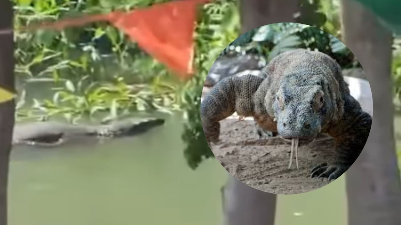 Autoridades aclaran confusión: el reptil en Fajardo no es un dragón de Komodo