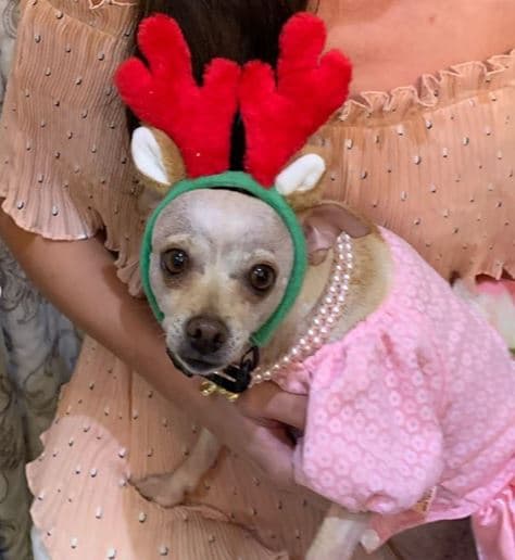 Incluso, la mascota obtuvo un obsequio adelantado de Navidad.