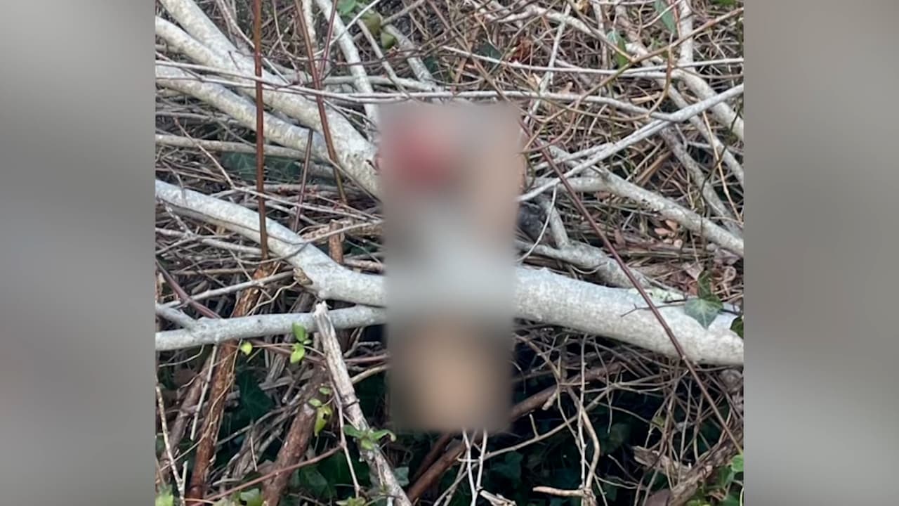 La unidad canina llegó al lugar y en una primera inspección 
<b>se halló el segundo brazo de lo que se presume es la misma víctima</b>.
<br>
<br>Ninguna de las extremidades tenía huellas dactilares.
<br>