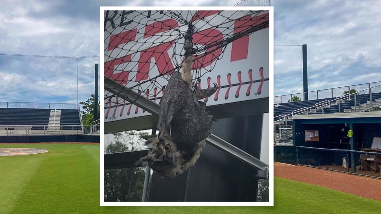 Lechuza atrapada en una red