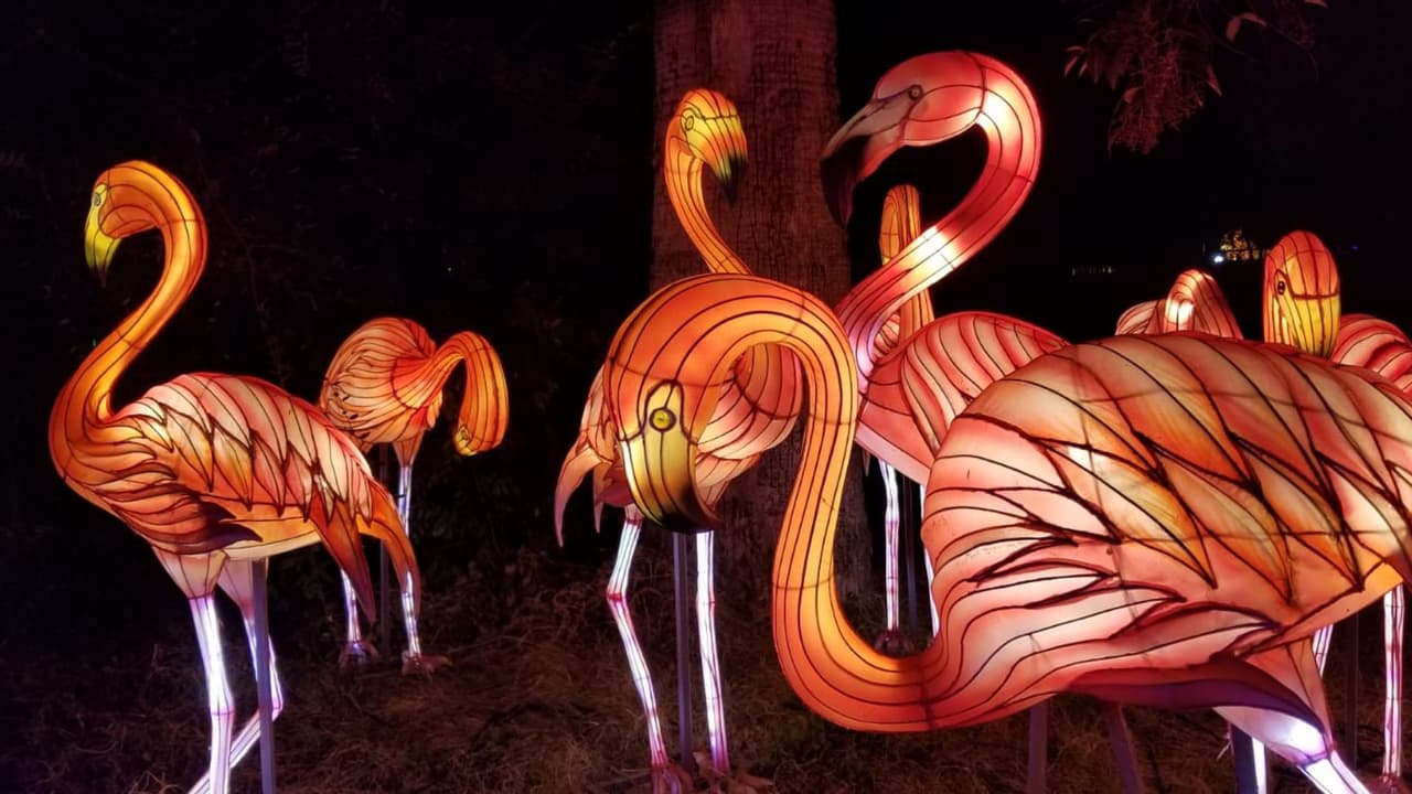 Son faroles o lámparas chinas hechas a mano que se encenderán por todo el zoológico, muchas de ellas con figuras de animales.