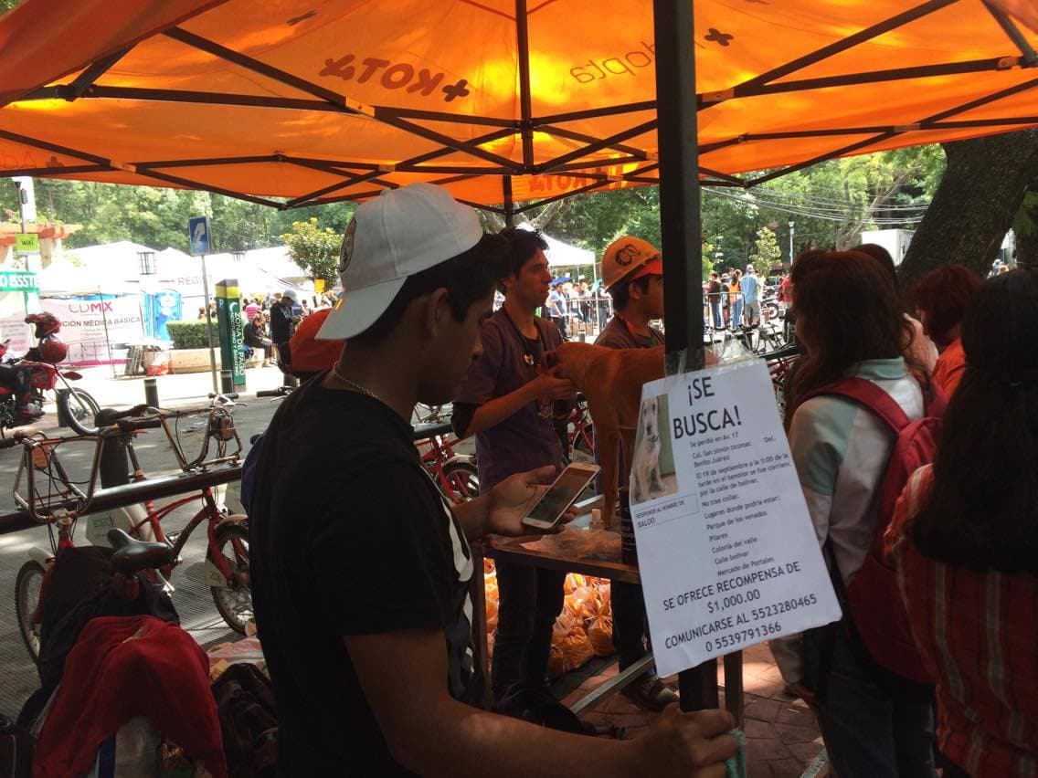 Mundo Patitas está creando una base de datos digital donde se pondrán ver las fotografías de los animales, así como información sobre el lugar en que fueron encontrados y si están en el albergue o en un hogar temporal.