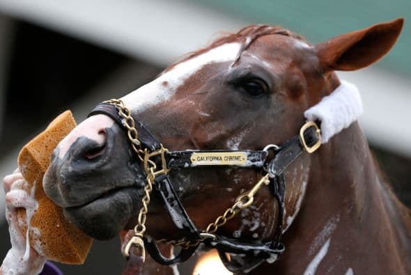 Uno de sus cuidadores cuenta que una vez venían de regreso al establo cuando oyó Clic, clic. "Volvió la cabeza hacia todas las cámaras"