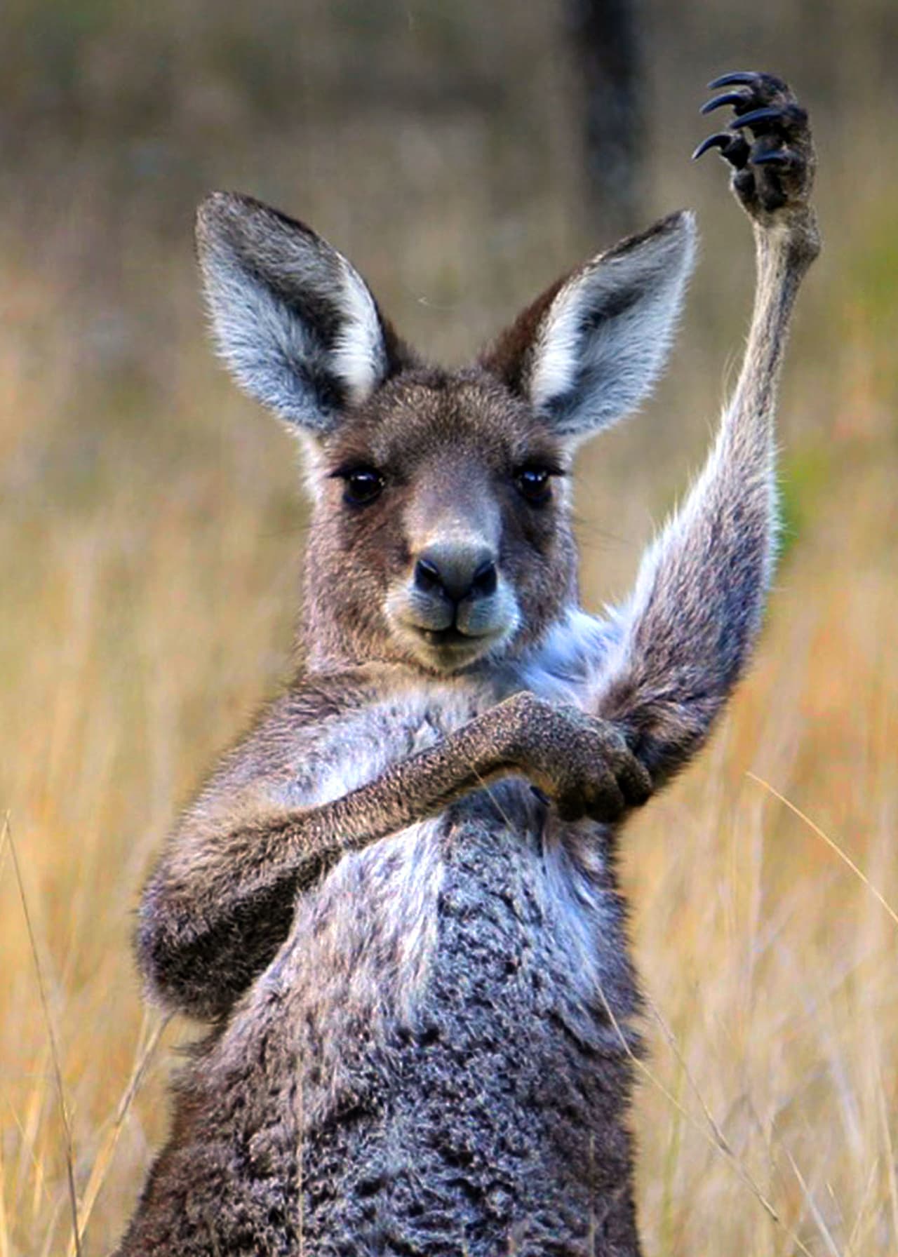 ¡Los canguros saben realizar piruetas mientras bailan! Además, imitan las mejores poses de cantantes de ópera al hacerlo.