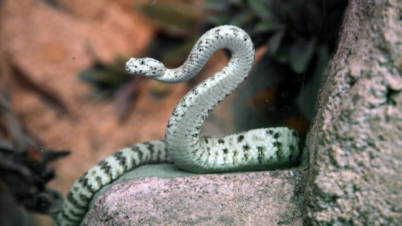 <b>Speckled Rattlesnake</b>
<br>La serpiente de cascabel moteada vive en las zonas rocosas del oeste de Arizona, generalmente en áreas desérticas llenas de arbustos. Llegan a medir entre 24 a 30 pulgadas de largo.