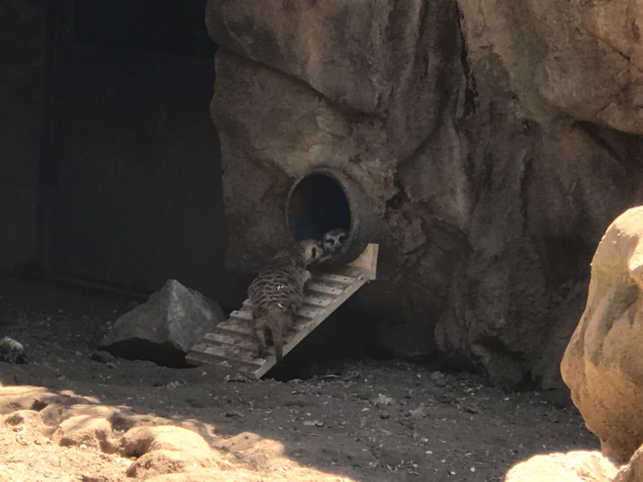 Los divertidos Meerkats te sorprenderán por su gracia. Son muy unidos y se divierten con juegos de carreras que te asombrarán por su rapidez.