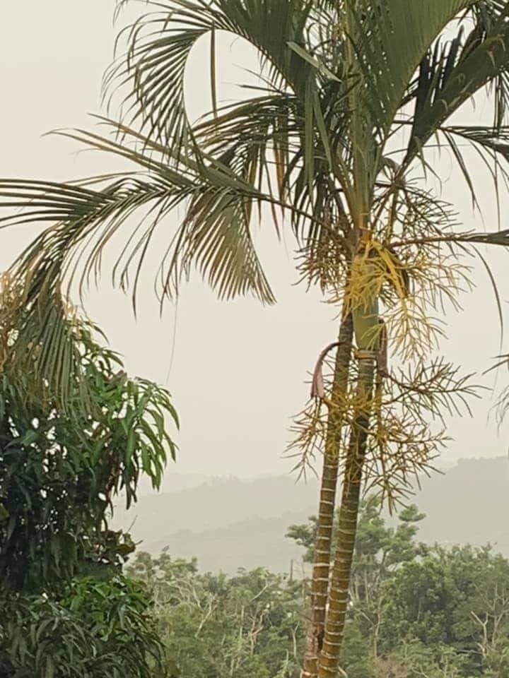 Así se encuentra el paisaje en el municipio de San Sebastián. Ante este evento en la Isla, se recomienda el uso de purificadores de aire, uso de mascarilla y no permanecer en el exterior si no es absolutamente indispensable.