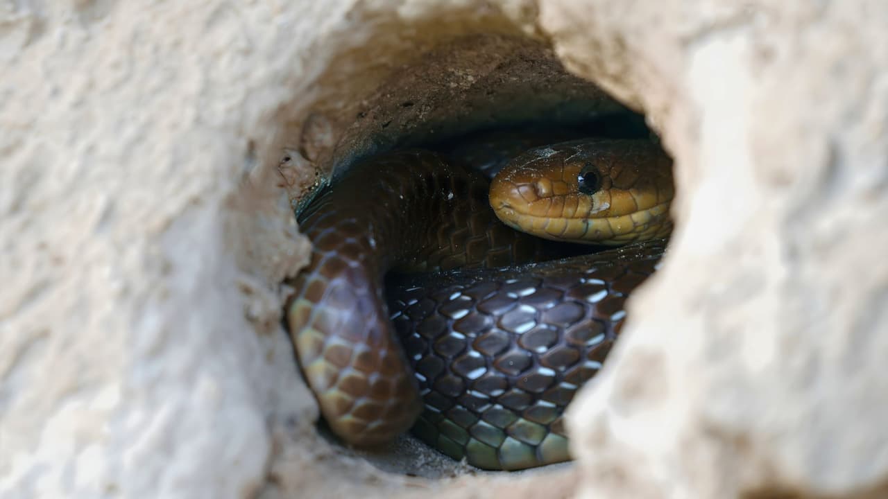 <h3 class="cms-H3-H3">🏡 ¿Dónde se esconden o hacen nido? </h3>
<br>Las serpientes no hacen nidos como los pájaros, pero sí
<b>buscan lugares oscuros, frescos y tranquilos para esconderse o poner huevos</b>. Suelen estar en:
<br>Pilas de madera, hojas o piedras.
<br>Césped muy alto o jardines descuidados.
<br>Grietas en paredes o debajo de la casa.
<br>Cobertizos, garajes o espacios sin mucho movimiento.
<br>Cerca del agua o debajo de troncos.