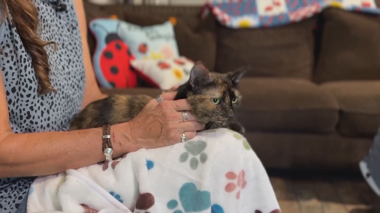 Gracias al microchip: Gato perdido en Chicago aparece en Florida