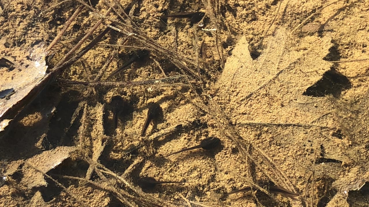 Su 
<a href="http://www.conservaciondeanfibios.org/importancia.html" target="_blank">desaparición</a> podría provocar cambios en los ciclos de transferencia de nutrientes en el ecosistema, y aumento en la incidencia de enfermedades como malaria, fiebre amarilla y dengue,por el incremento de poblaciones de zancudos, insectos transmisores. 
<br>