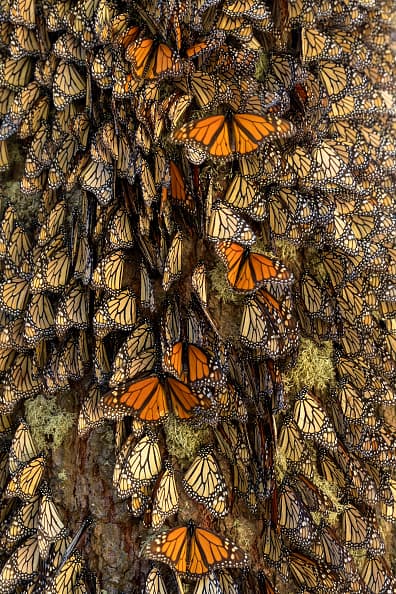 La segunda ruta migratoria está situada a lo largo de la costa de Texas y dura aproximadamente desde la tercera semana de octubre hasta mediados de noviembre.