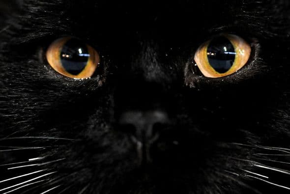 De nuevo el martes 13 con su secuela de siempre: no pasar debajo de una escalera, ni te cases ni te embarques, tocar madera para evitar la mala suerte, salir de casa con el pie derecho, no levantarse por el lado izquierdo de la cama, y en fin muchísimas supersticiones cuyo origen se pierden con la historia. ¡Se hace de todo este día para evitar el infortunio! Por Profesor Zellagro