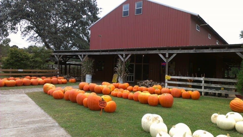 <b>Yahoo Farm (Jasper)</b>
<br>
<b>Sitio web</b>: 
<a href="http://yahoofarm.com/">http://yahoofarm.com/</a> 
<br>
<b><a href="https://maps.app.goo.gl/y4regLqWzzyR3n5o9">Cómo llegar</a> </b>
<br>
<br>Esta granja ofrece paseos en tractor, laberinto de maíz, paseos en pony, descubrimiento de gemas y fósiles, y muchas otras actividades para la familia.