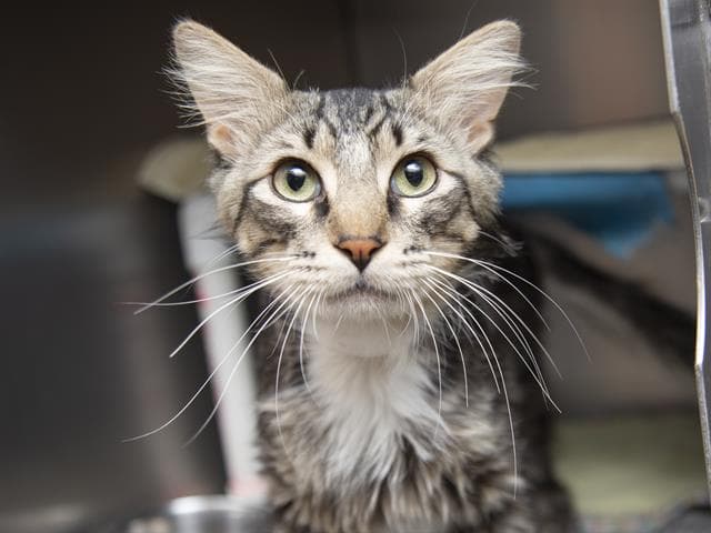 Tan solo este año, más de 6,600 animalitos enfermos, lastimados o maltratados llegaron al refugio. Enamórate de Butterball, un bebé de 2 años.
<br>