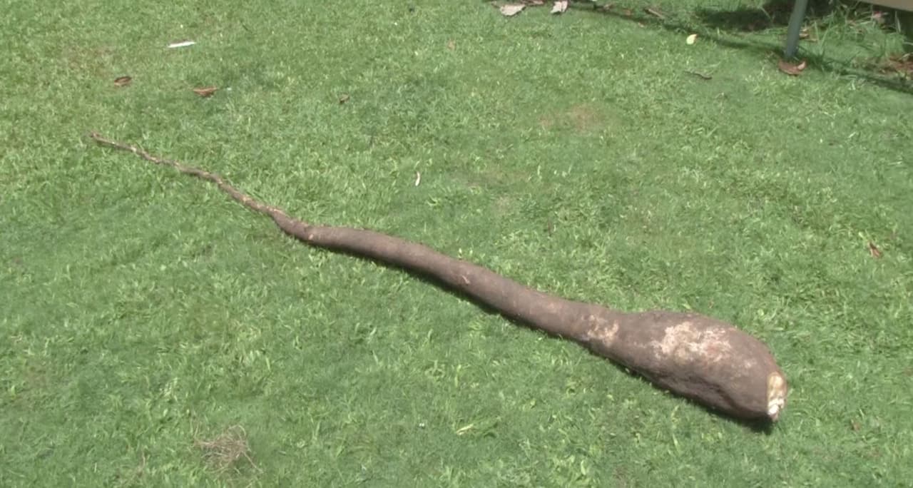 Un agricultor del barrio Cuchillas en Moca cosechó una yuca de 9 pies y dos pulgadas de alto. El fruto pesó 35 libras. La yuca es natural, no tiene químicos y fue sembrada hace un año y medio.